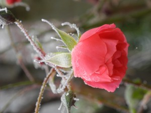 frozen beauty